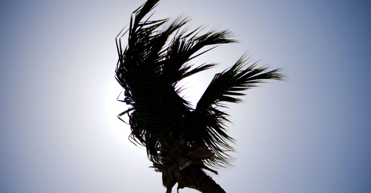 a palm tree blowing in the wind on a sunny day