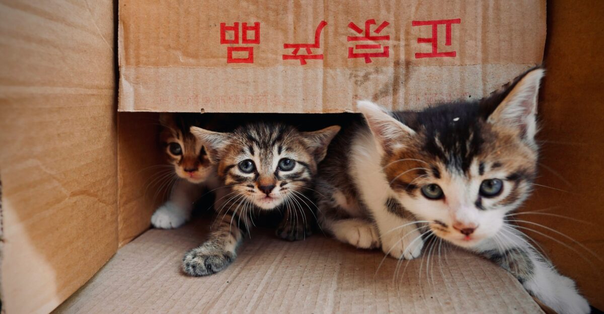 a couple of kittens sitting inside of a cardboard box