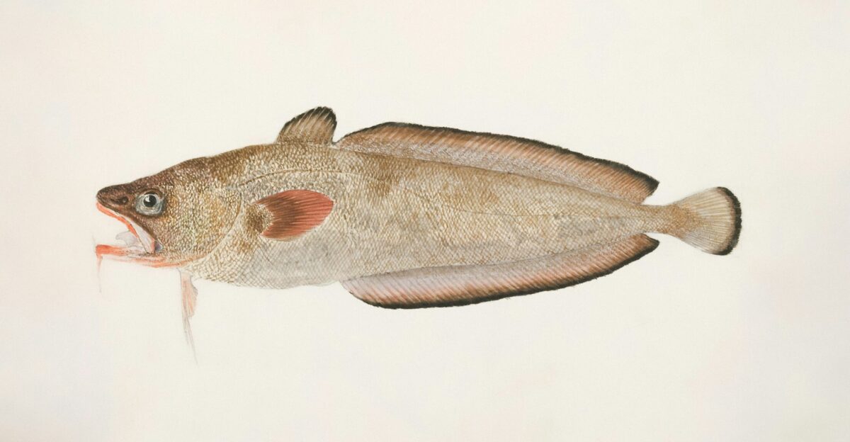 flathead cat fish