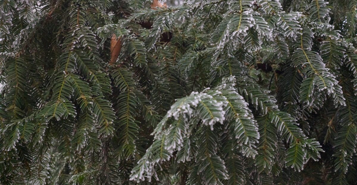 A pine tree covered in ice and snow