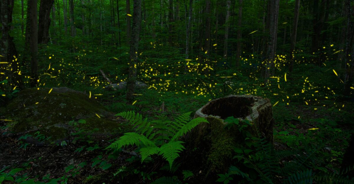 Fireflies illuminate a dark forest at night