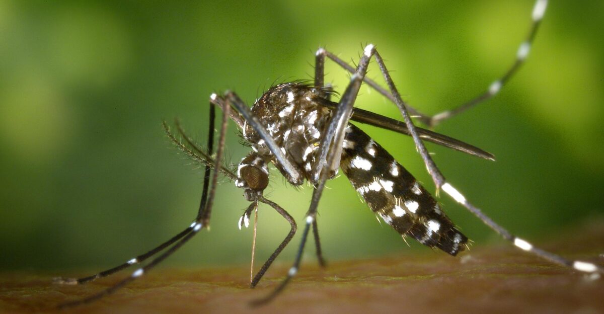 Detailed macro capture of Aedes albopictus mosquito on human skin
