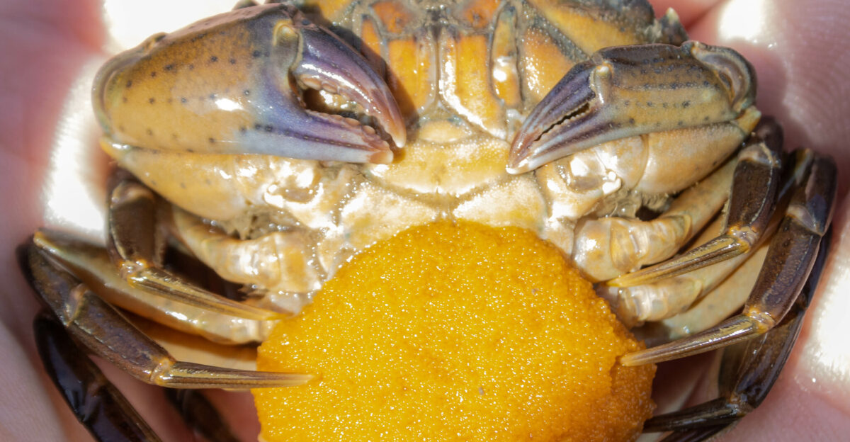 European Green Crab Carcinus maenas