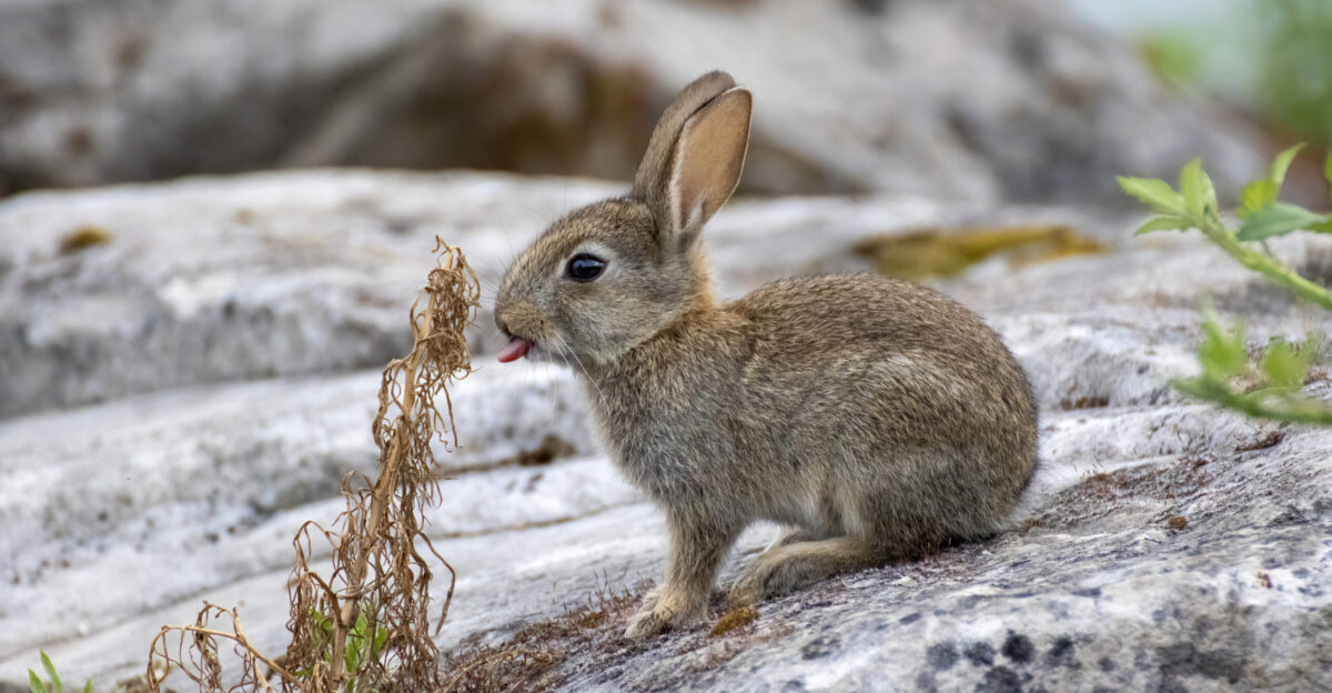 A juvenile European rabbit Oryctolagus cuniculus licking a plant in Gennevilliers France