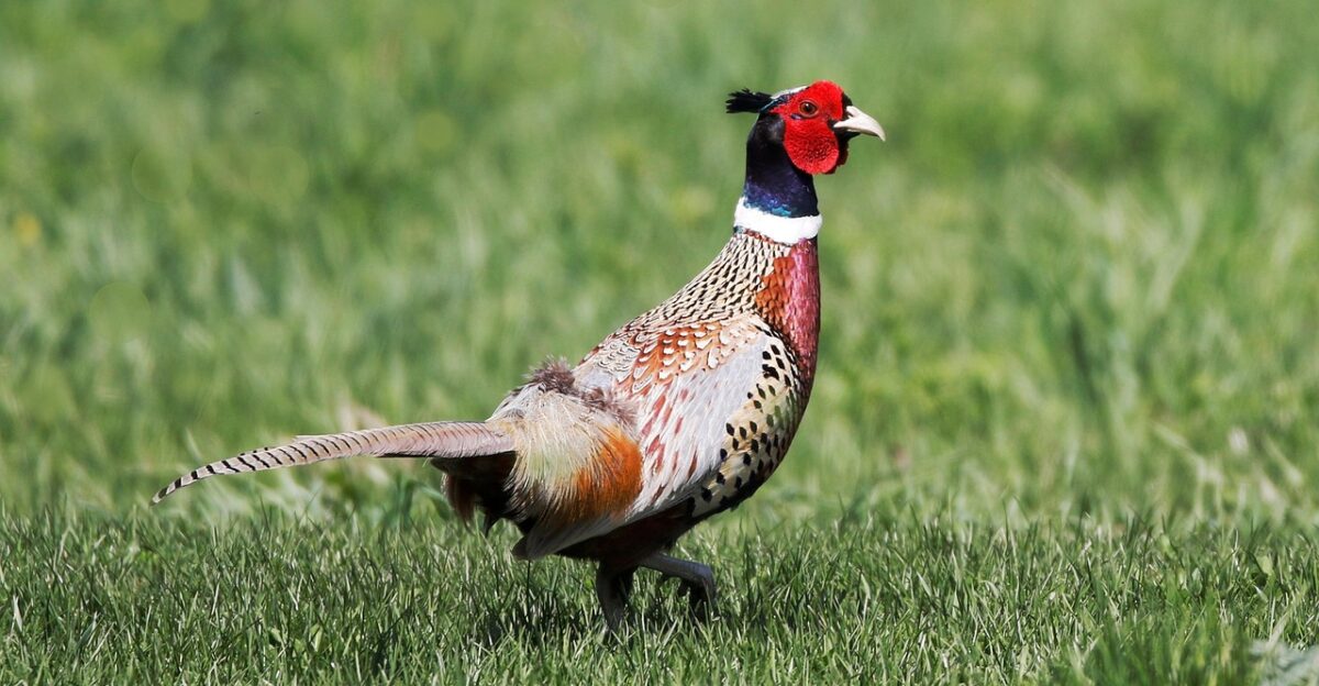pheasant ring-necked pheasant fowl bird nature animal wildlife pheasant pheasant pheasant pheasant pheasant animal animal