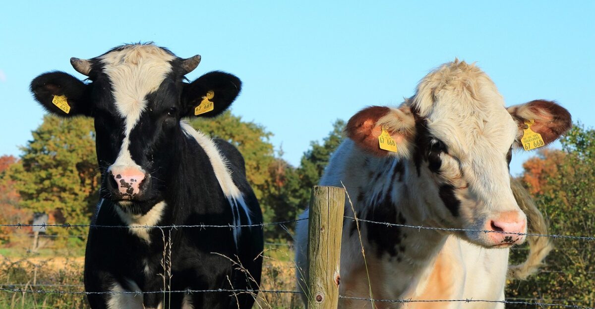 cow cows pasture bovine farmer meadow