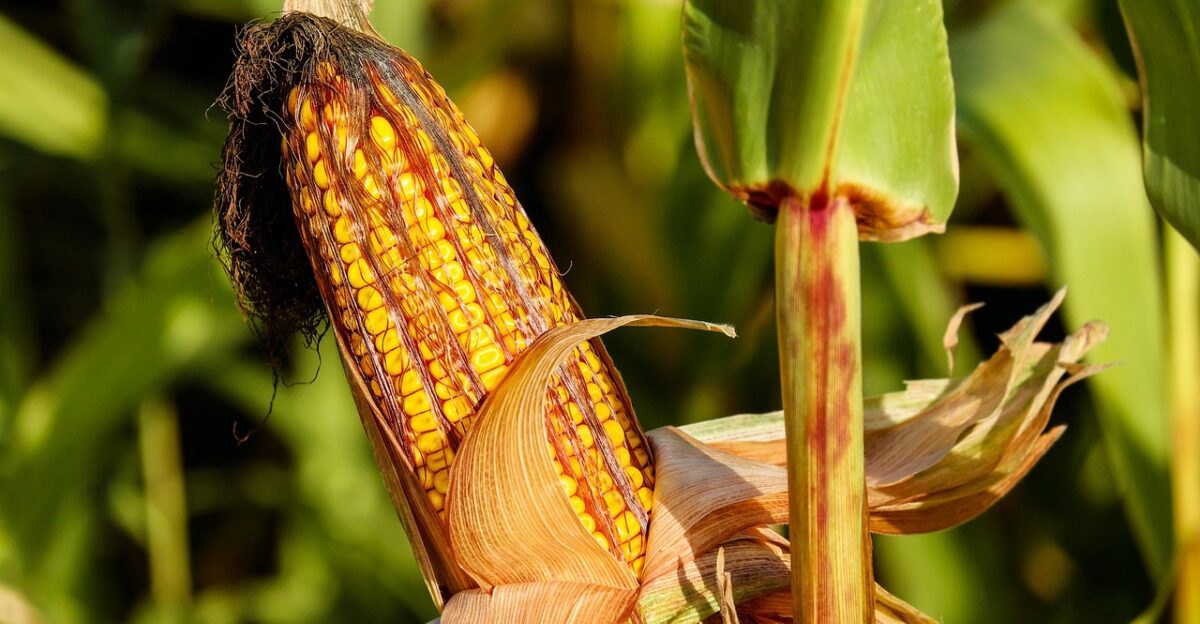 corn food field vegetable corncob corn on the cob crop plant plantation cornfield farm nature corn corn corn corn corn