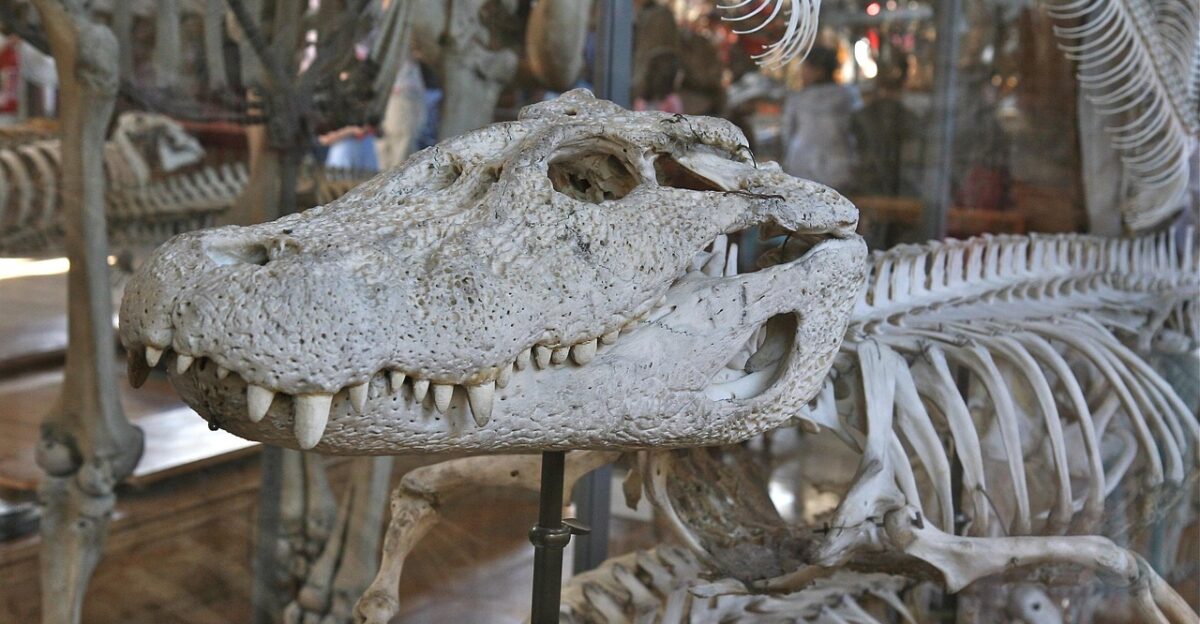 skull white crocodile skeleton bones gray skull crocodile crocodile crocodile crocodile skeleton bones bones bones bones bones
