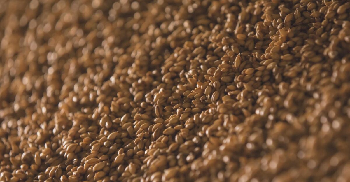 A detailed and textured view of barley grains suitable for brewing and culinary uses