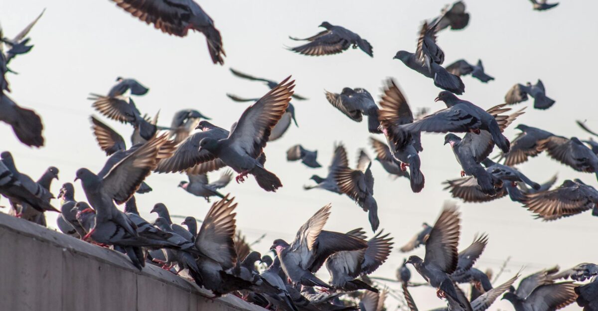 Dynamic image of pigeons flying from a rooftop capturing the chaotic beauty of nature