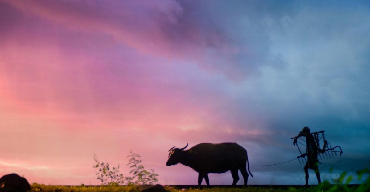 A stunning silhouette of a farmer leading a buffalo during a vibrant sunset