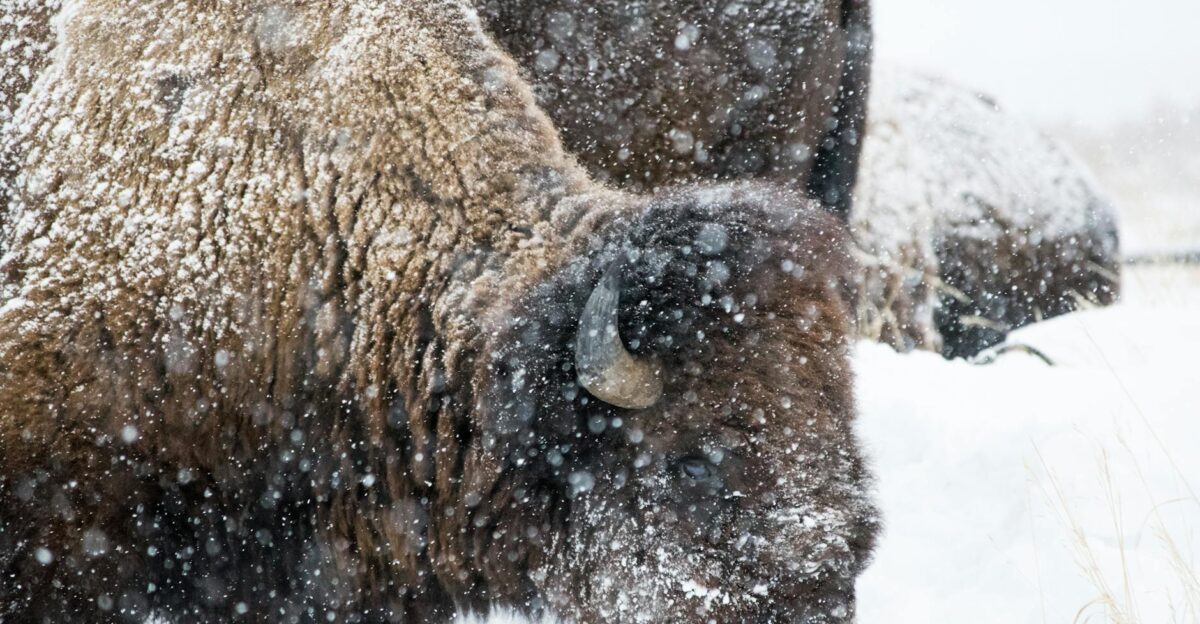 Close-up of a bison covered in snow during a winter storm in Wyoming USA