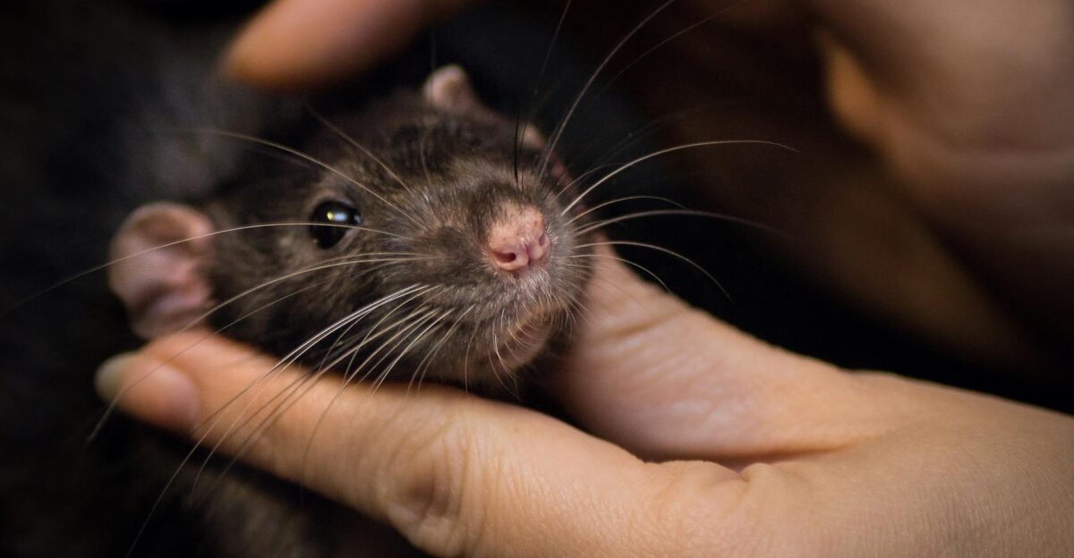 A close-up photo of a black pet rat being gently held by human hands highlighting its whiskers