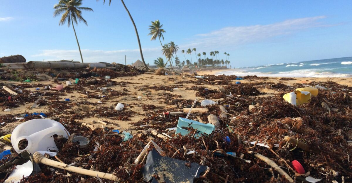 photo of coconut tree near seashore