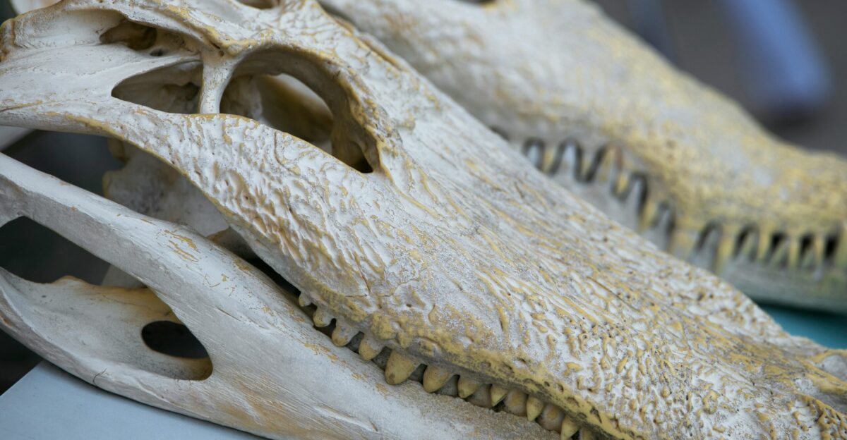 two white crocodile skulls