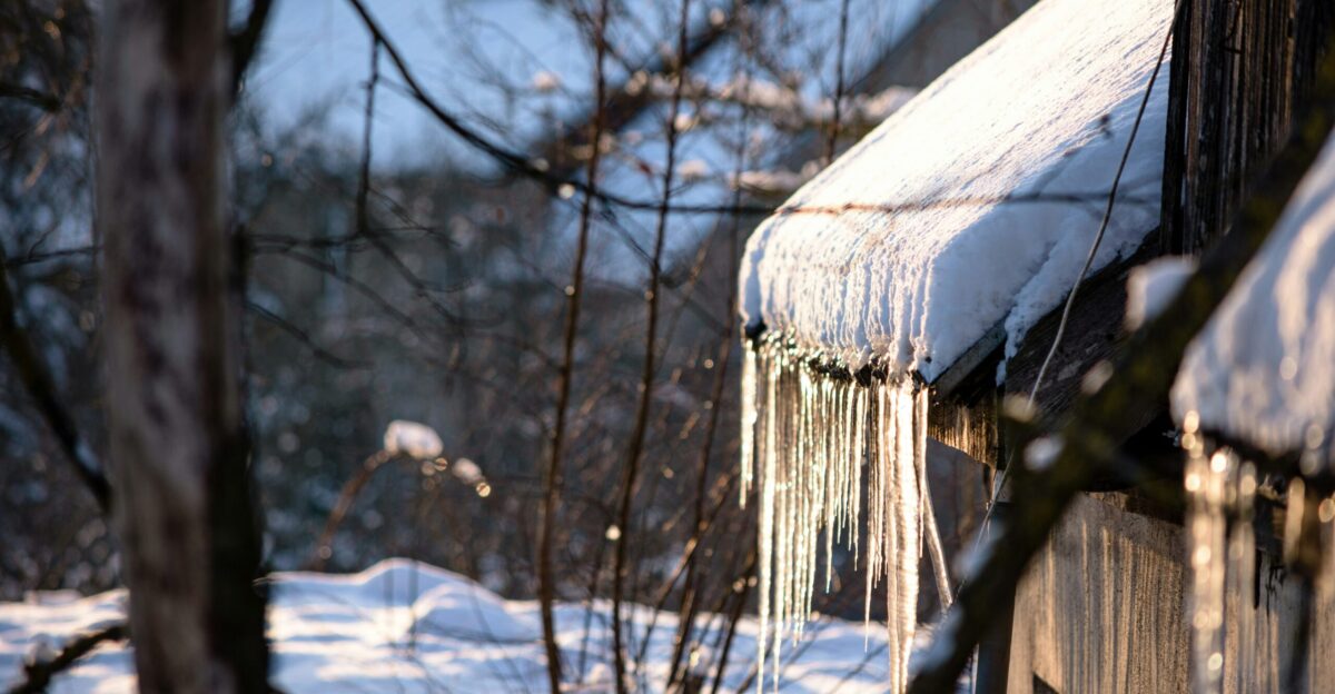 snow covered trees during daytime
