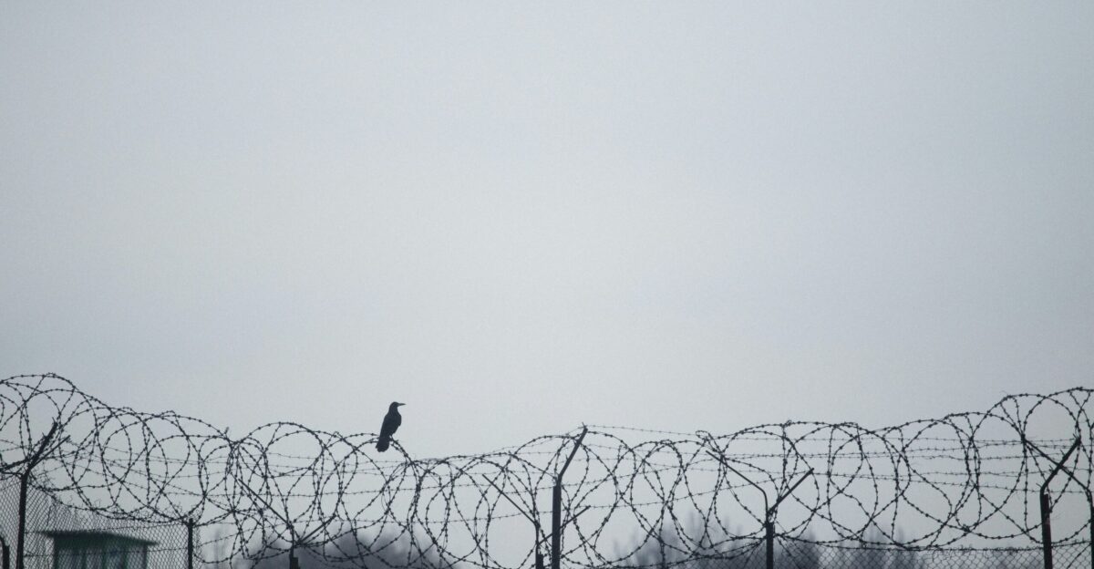 a bird sitting on top of a barbed wire fence