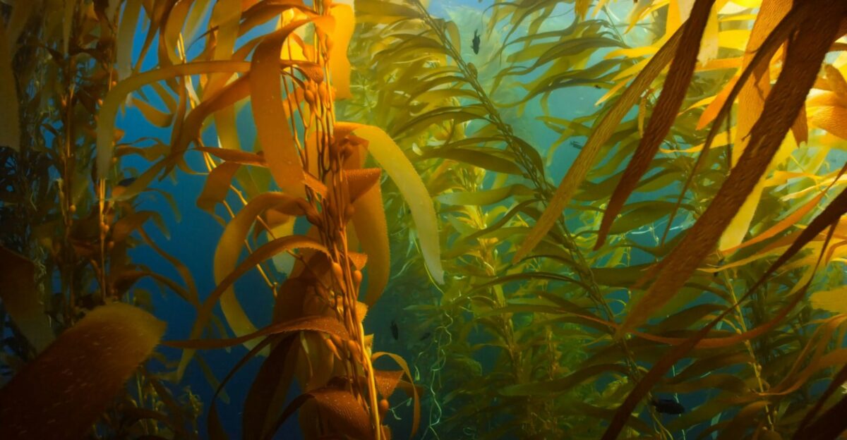 a painting of a seaweed forest with sunlight coming through the water