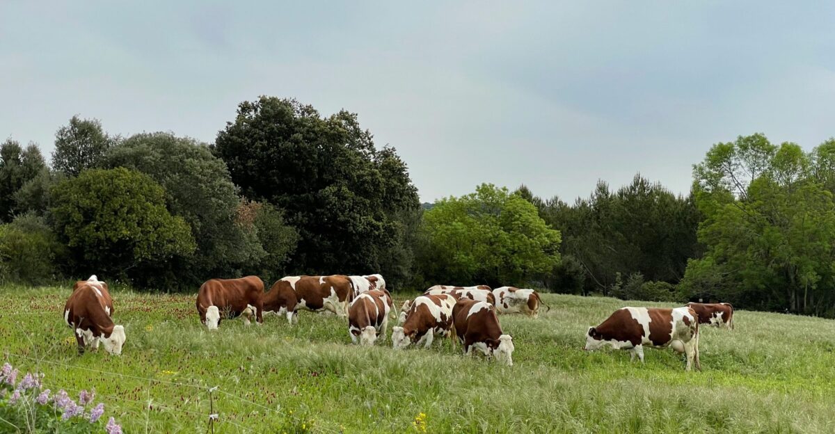 a herd of cows grazing in a field