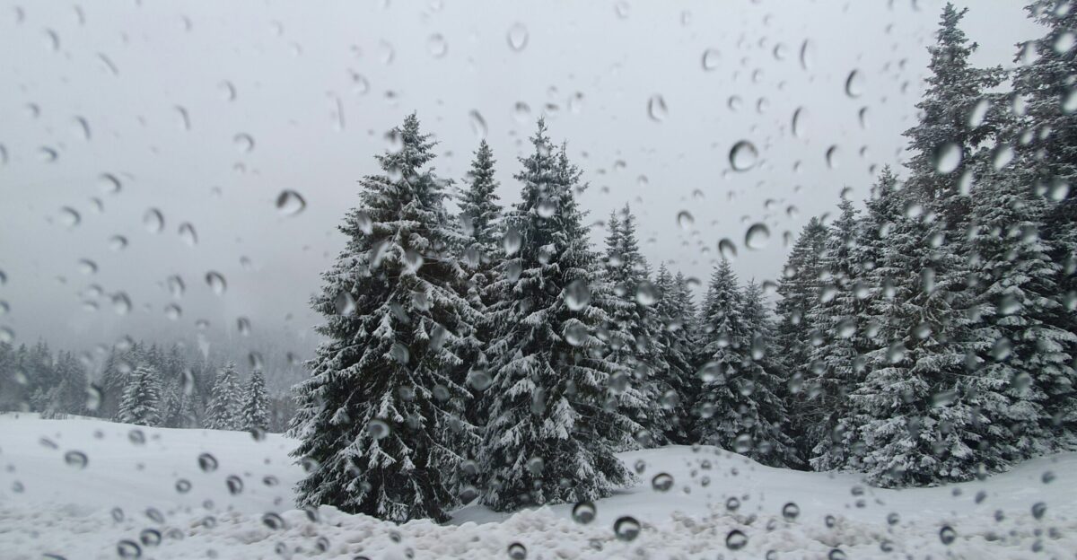 a view of a snowy forest through a window