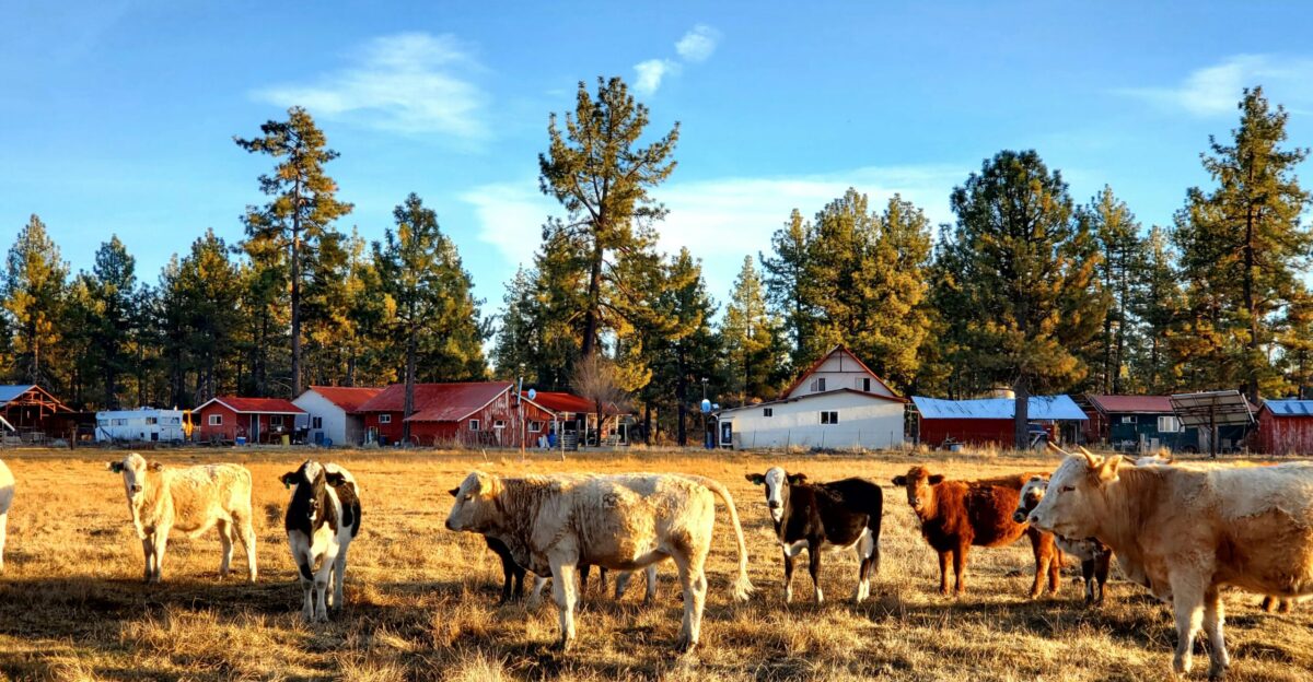 Cows graze in a field with a rural background