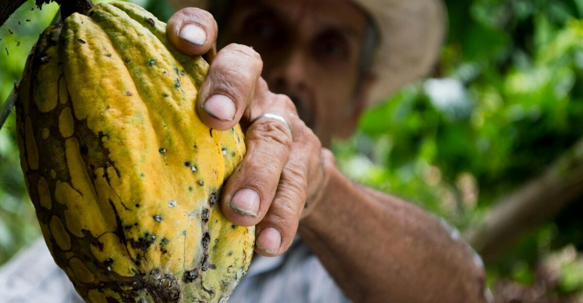 A farmer s hand holding a ripe cacao pod during the harvest season in a lush plantation