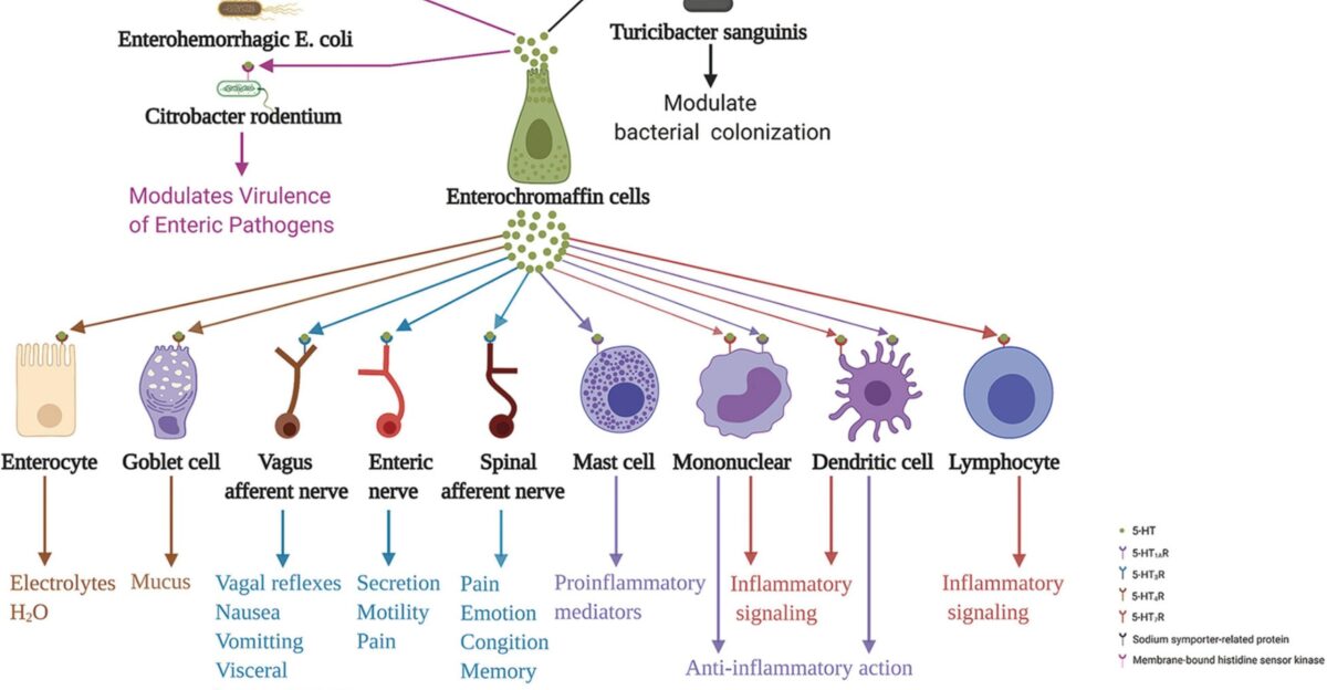 Figure 3 Enterochromaffin cells action on various neighbor cells neurons and intestinal microbiota through released 5-HT 5-HT acting on 5-HT4R stimulates epithelial cells to secrete electrolytes and H2O into the intestinal lumen and stimulates goblet cells to secrete mucus Moreover 5-HT acting on 5-HT3R of terminals of the spinal and vagus afferent nerves and enteric nerves are involved in processes associated with emotion cognition memory pain perception distention- and chemical-evoked vagal reflexes nausea vomiting visceral hypersensitivity and intestinal functions including secretion and motility Furthermore 5-HT acting on 5-HT1AR induces mast cell adhesion migration and degranulation In addition 5-HT acting on 5-HT7R in immune cells including monocytes lymphocytes and dendritic cells may be implicated in inflammation signaling In contrast 5-HT acting on 5-HT1AR in monocytes and dendritic cells has an anti-inflammatory role In addition to these functions 5-HT action on 5-HT receptors of enteric bacteria sodium symporter-related protein of Turicibacter sanguinis and membrane-bound histidine sensor kinase of enterohemorrhagic Escherichia coli and Citrobacter rodentium play a crucial role in modulating bacterial colonization and virulence of enteric pathogens 5-HT serotonin 5-HTR serotonin receptor