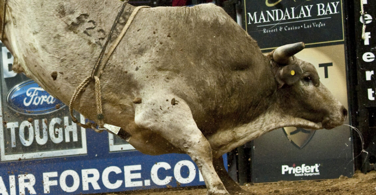 Robson Palermo a professional bull rider gets thrown from a bull during the Professional Bull Riding Finals at the Thomas and Mack Center, Las Vegas Oct. 22, 2010. Nellis Air Force Base Airmen were honored during Air Force night at the PBR Finals for their service to the country. (U.S. Air Force photo / Tech. Sgt. Michael R. Holzworth)