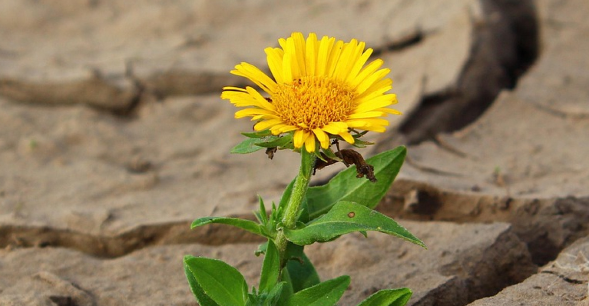 flower, beautiful flowers, life, yellow flower, crack, desert, drought, survival, loneliness, nature, dry, dirt, single flower, flower background, bloom, flower wallpaper, blossom, yellow petals