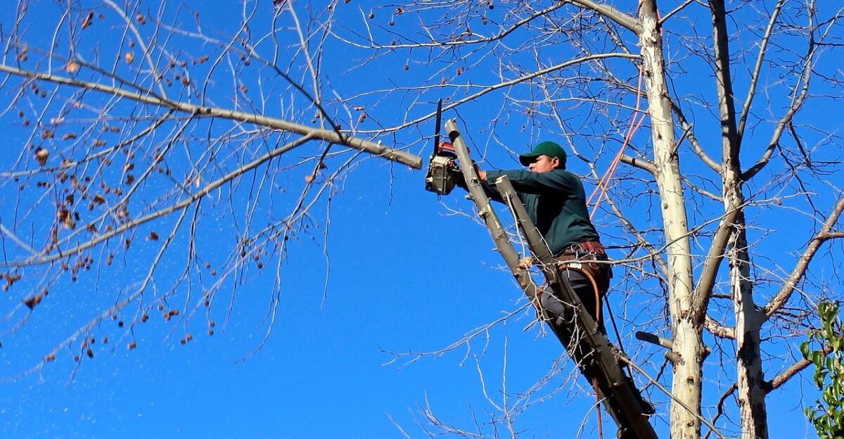tree woodcutter nature chainsaw pruning trimming felling worker landscaping trees