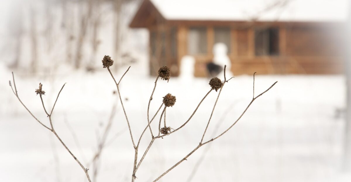 winter plants dried branches buds yards gardens snowy covered ground white flakes icy cold nature weather houses homes residence residential buildings cottage property freezing frozen climate