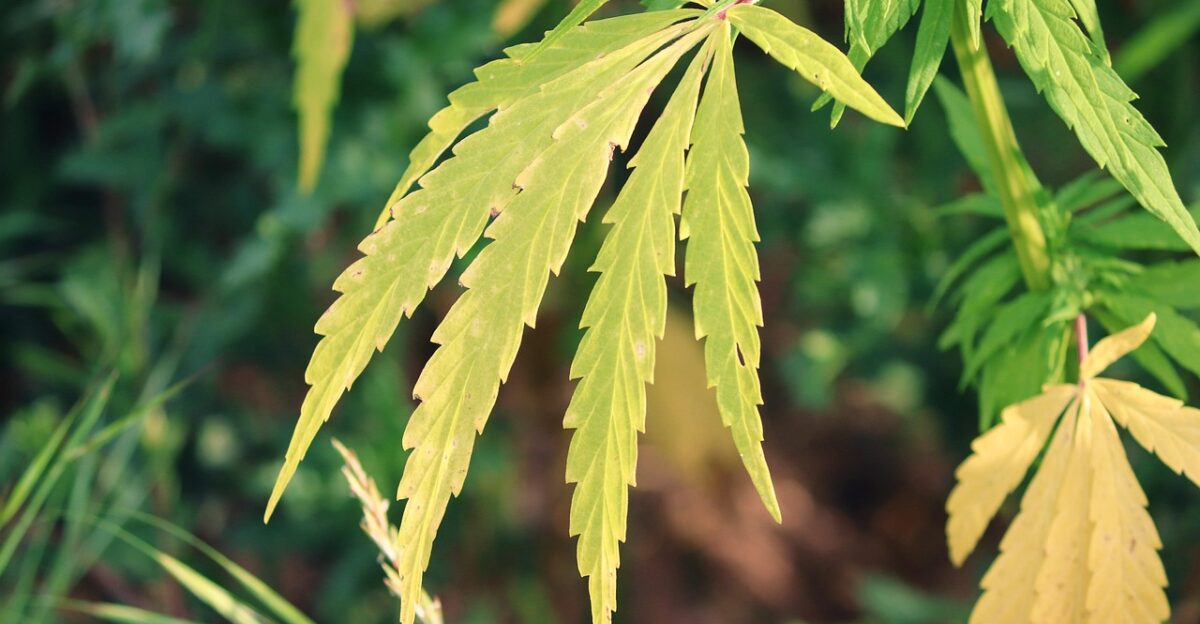 hemp hemp leaves hemp field crop industrial hemp green nature plug growth intoxicant medicine hemp plant plant medicinal products healthcare pharmacy