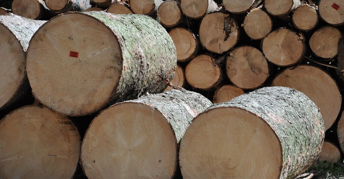 wood tree sawmill fathom nature production forest clipping