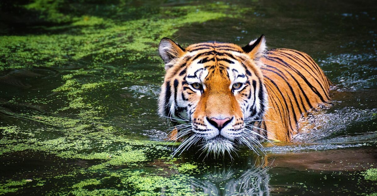 tiger swamp big cat wild cat jungle water animal world animal portrait predator dangerous hunting nature wild tiger tiger tiger tiger tiger