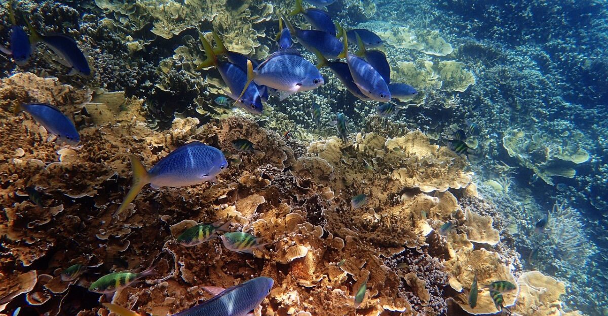marine great barrier reef blue great barrier reef great barrier reef great barrier reef great barrier reef great barrier reef