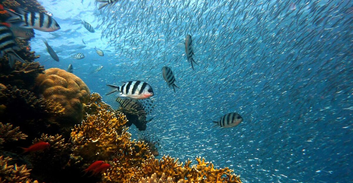 fish underwater corals sea ocean coral reef school of fish school nature diving water underwater world reef water creatures