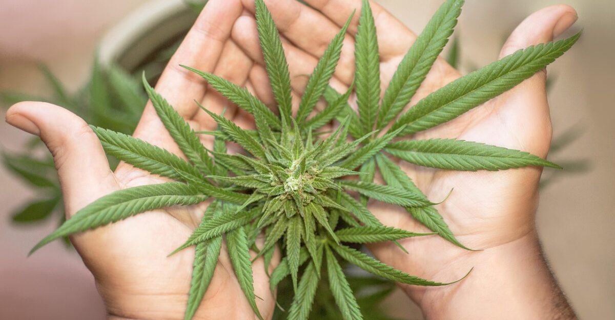 marijuana leaf cannabis leaf cannabis leaves weed leaf pot leaf marijuana leaves weed leaves marijuana leaf marijuana leaf marijuana leaf marijuana leaf marijuana leaf cannabis leaf cannabis leaf cannabis leaf cannabis leaves cannabis leaves weed leaf weed leaf weed leaf weed leaf weed leaf