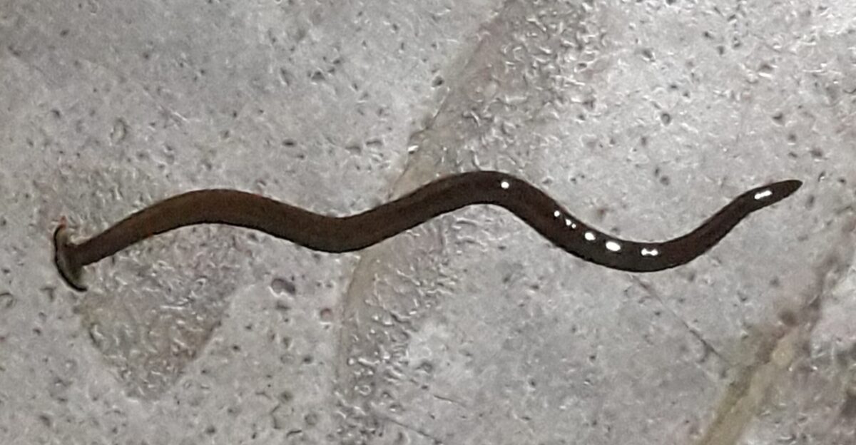 This is a hammerhead or arrowhead worm spotted in Kolkata India