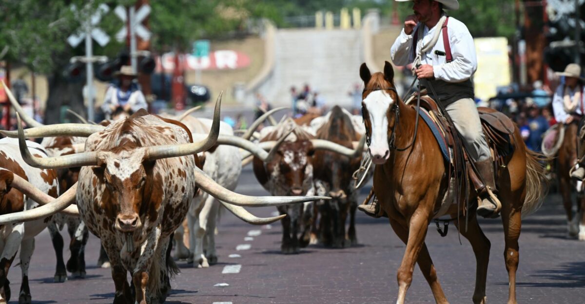 Cowboys on horseback lead a herd of Texas Longhorn cattle during a street drive in Fort Worth