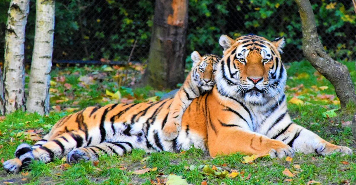 A Bengal tiger and cub resting together outdoors in a natural setting displaying wildlife bonding