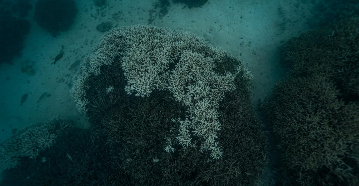 Underwater view of bleached coral reefs in Byron Bay showcasing oceanic life and environmental impact