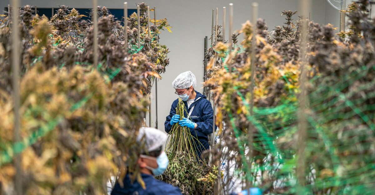 Workers in protective gear handling cannabis plants in an indoor facility