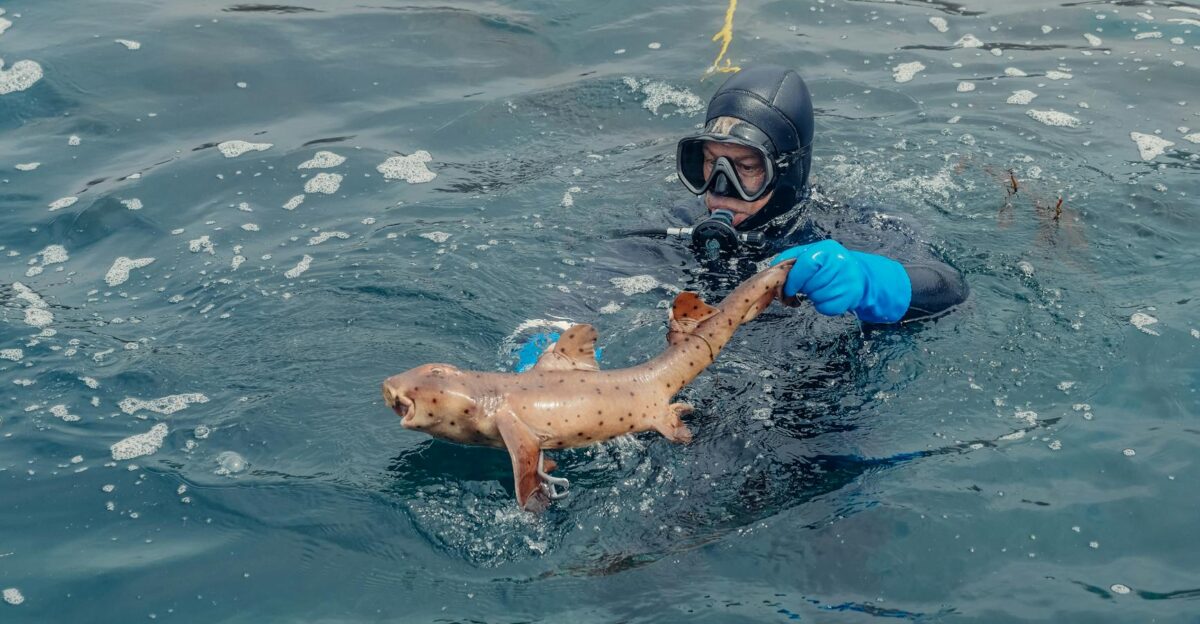 A diver in full gear holds a leopard shark in the ocean showcasing a marine encounter