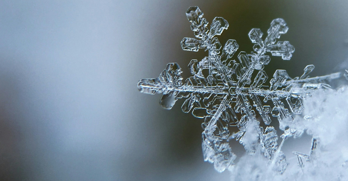 focused photo of a snow flake