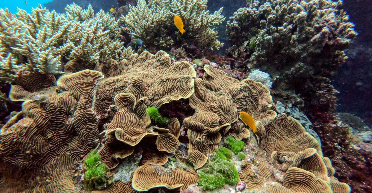 yellow and black coral reef