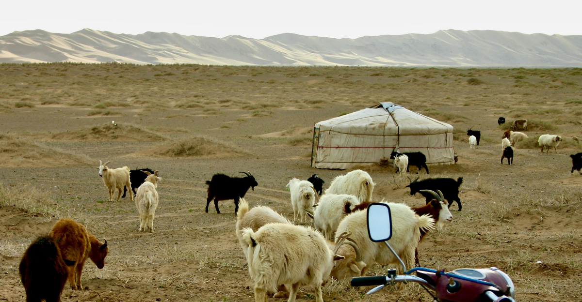 white and brown sheep on brown sand during daytime