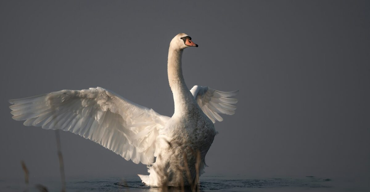 a swan flaps its wings in the water