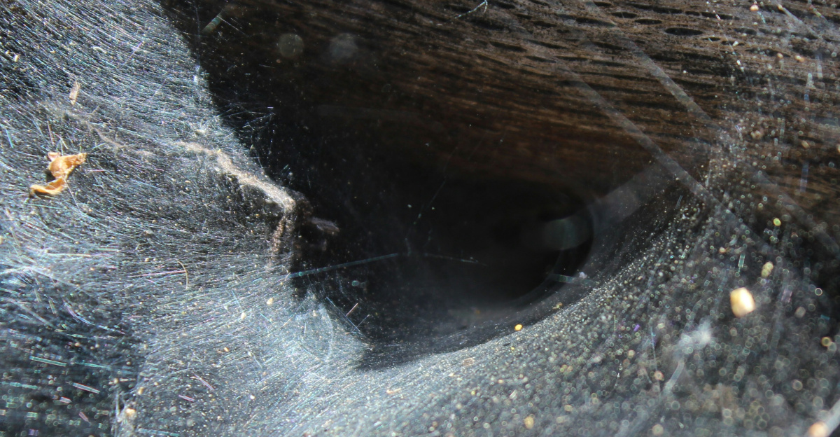 a close up of a spider web on a rock