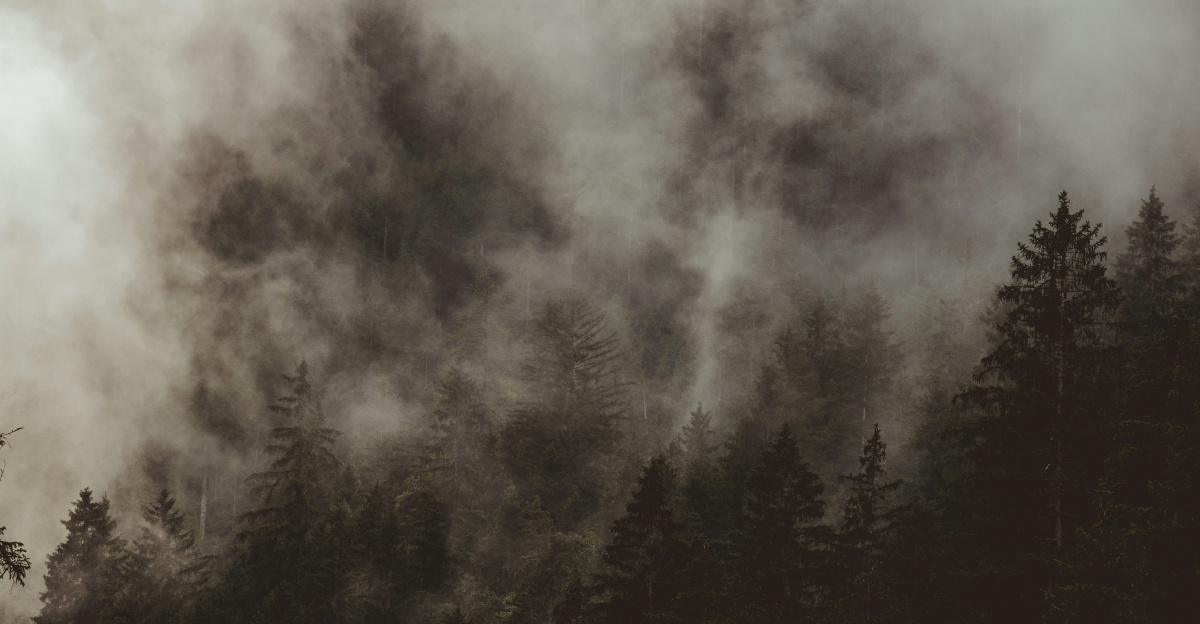 a forest filled with lots of trees under a cloudy sky