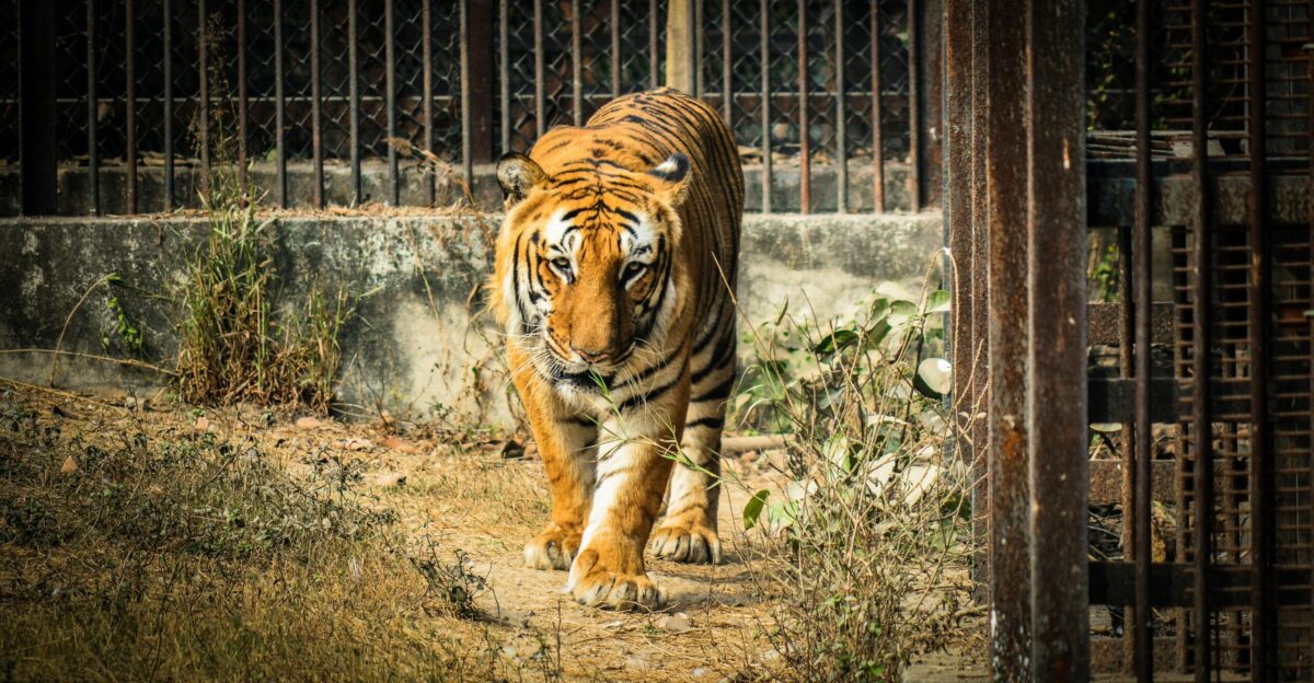 A large tiger walking down a dirt road